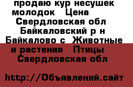 продаю кур-несушек молодок › Цена ­ 400 - Свердловская обл., Байкаловский р-н, Байкалово с. Животные и растения » Птицы   . Свердловская обл.